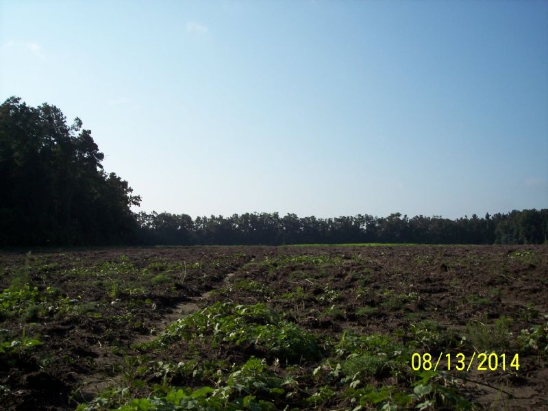 Mount Carmel Farm : Walterboro : Colleton County : South Carolina