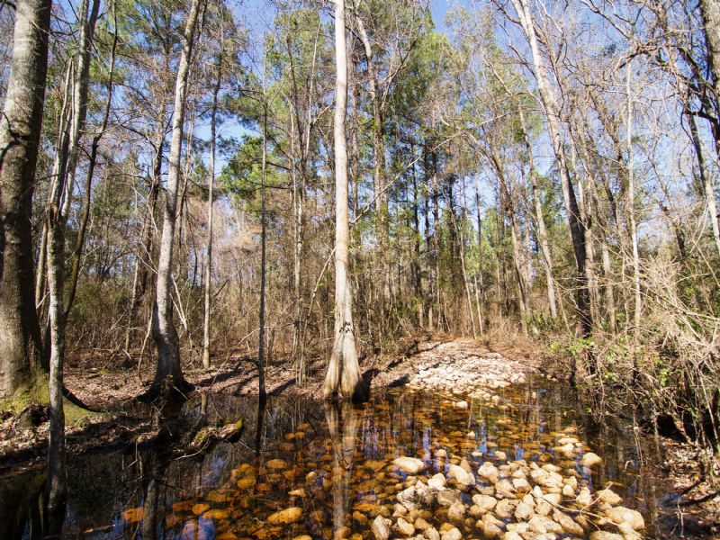 The Slade Tract : Monticello : Jefferson County : Florida