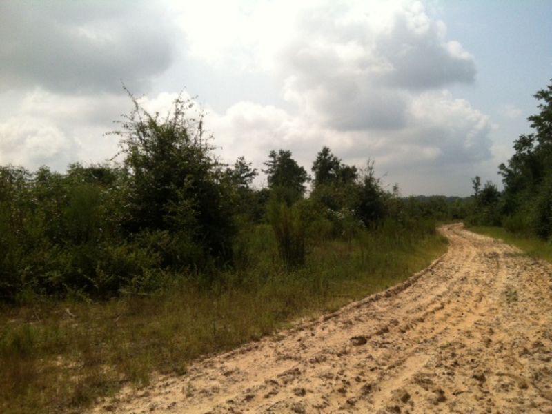 Affordable Sw Ga Hunting Tract : Cuthbert : Randolph County : Georgia