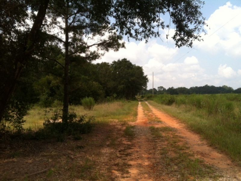 $1,000 / Acre : Cuthbert : Randolph County : Georgia