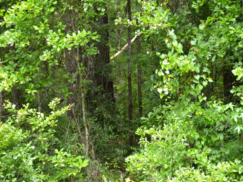 Casa Bianca : Monticello : Jefferson County : Florida