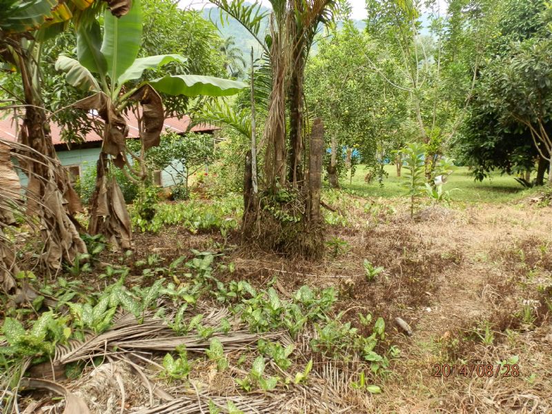 15 Acre Mini Farm W House and Cabin : Tucurrique De Cartago : Costa Rica