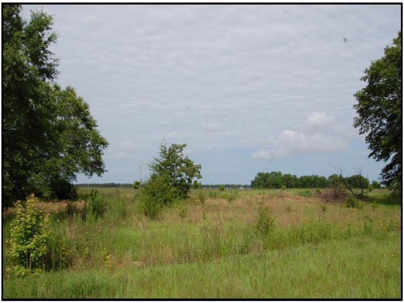 Recreational / Hunting Tract : Davisboro : Washington County : Georgia