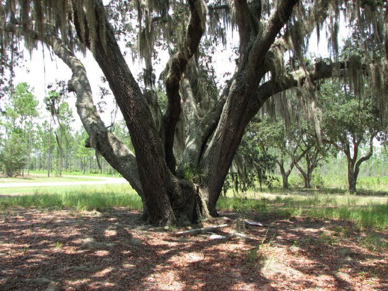 Deep Creek Plantation, Farm for Sale in Florida, 79417 FARMFLIP