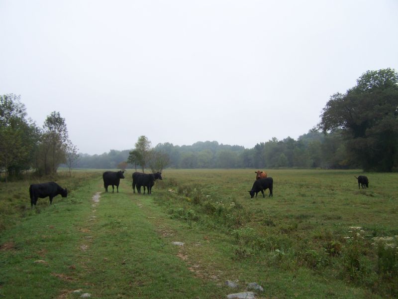 100 + Acres : Chatham : Pittsylvania County : Virginia