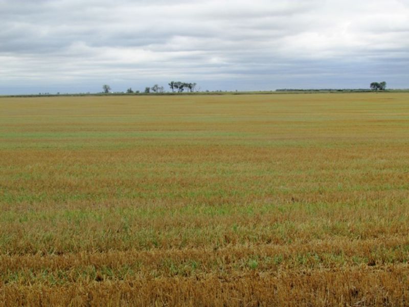 Crop Land Auction That Lays Level : Redfield : Spink County : South Dakota