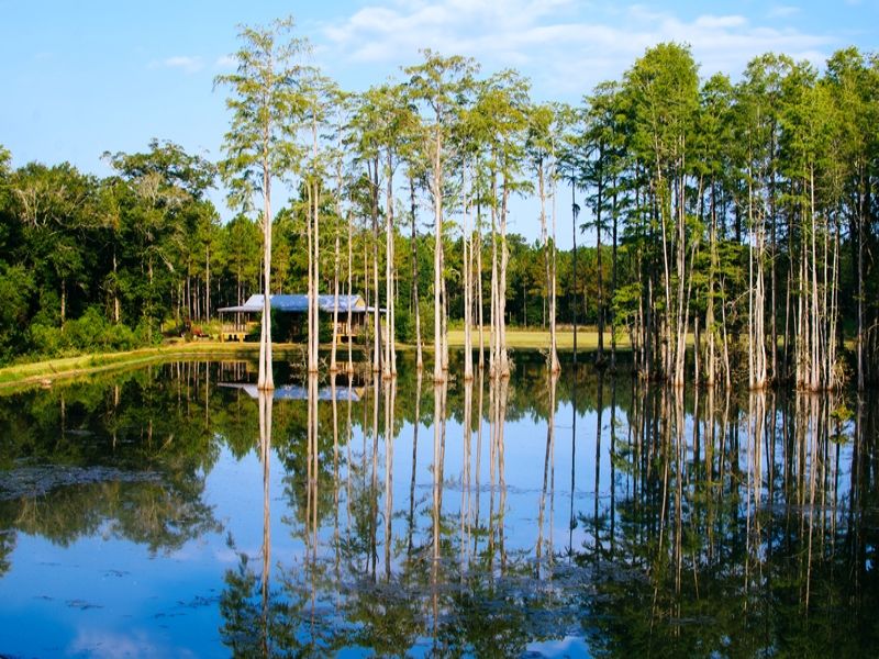 Tarva Pines : Albany : Dougherty County : Georgia