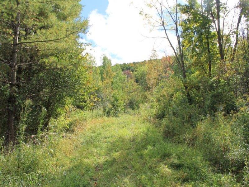 New York Hunting Land Near Albany : Pittstown : Rensselaer County : New York