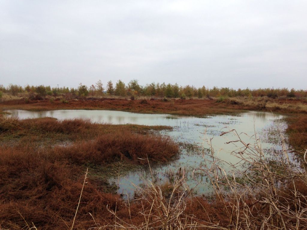 1147.38 Acres Duck Hunting Land : Widener : Saint Francis County : Arkansas