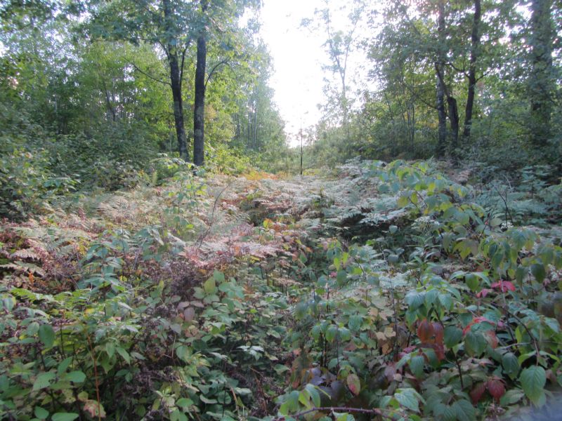 Acreage On Fawn Lake Rd : Lake Tomahawk : Oneida County : Wisconsin