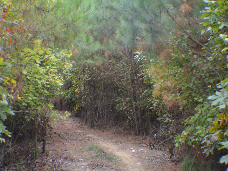 64+ Acres W/riding Trails : Bear Creek : Chatham County : North Carolina