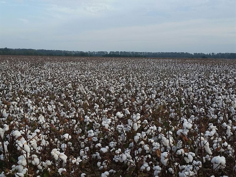 Price Reduced - 725 Irrigated Acres : Dyersburg : Dyer County : Tennessee