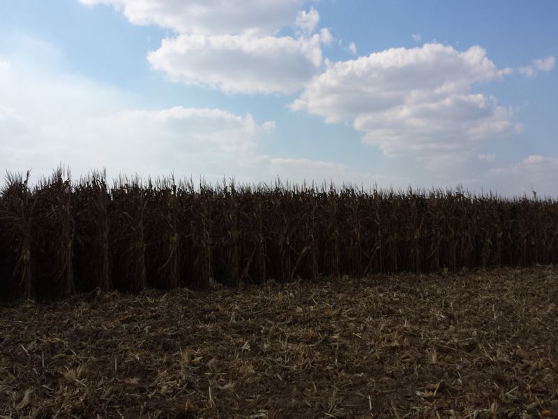 New Low Price-1,272Ac Row Crop : Wheatley : Saint Francis County : Arkansas