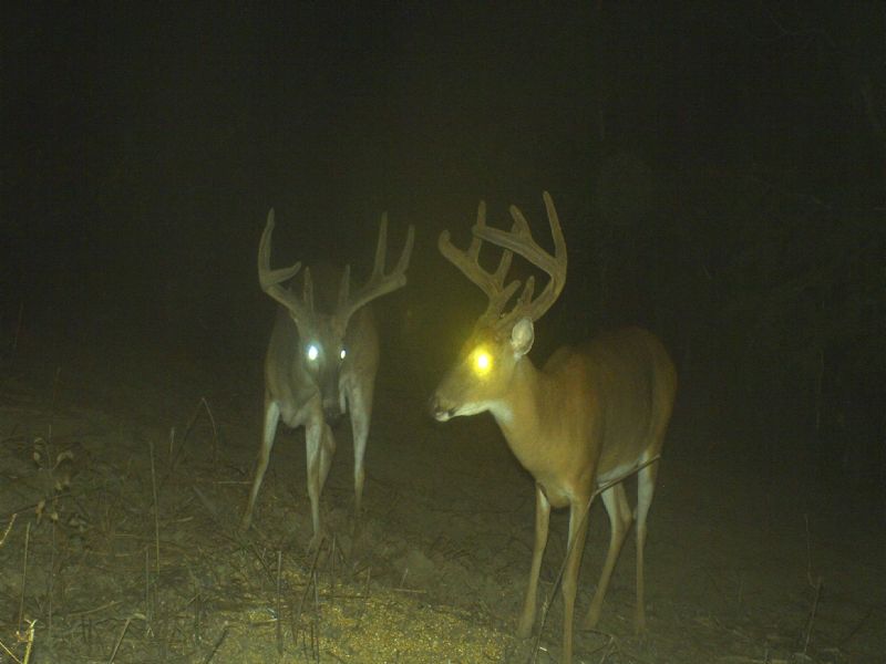 La & Ms Deer Hunting Property : Krotz Springs : Saint Landry Parish : Louisiana