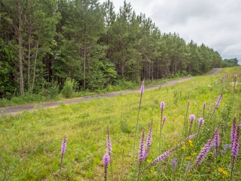 Ww: 5 Acres W/ City Water Signal Mt : Signal Mountain : Sequatchie County : Tennessee