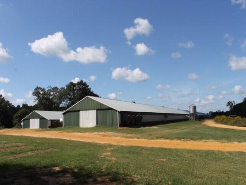 Cedarsville Breeder Farm : Glenwood : Pike County : Alabama