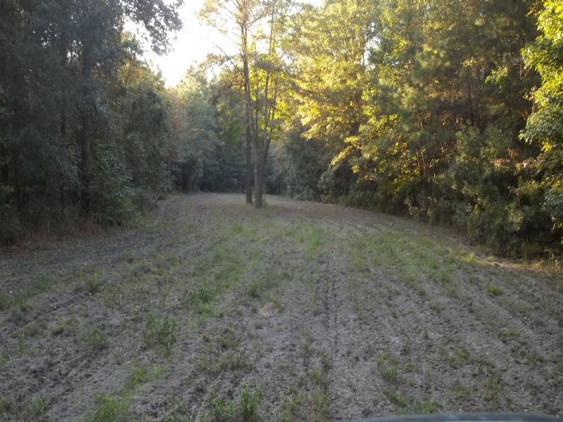 168 Ac Close To Farm for Sale in South Carolina, 80906