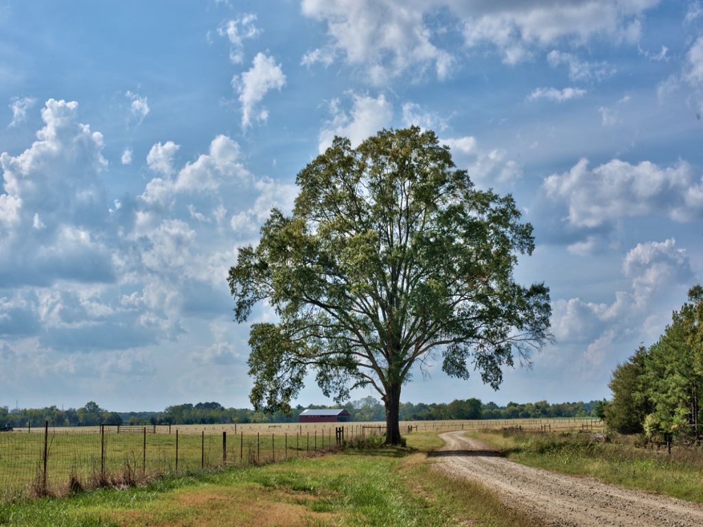 190ac Cattle Farm, 2hrs From Atl : Elberton : Elbert County : Georgia