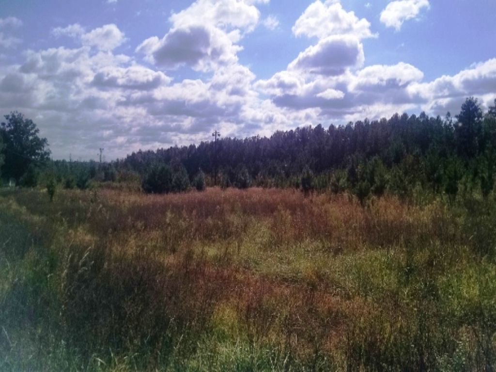 Absolute Auction Of 63± Acres : Kittrell : Vance County : North Carolina