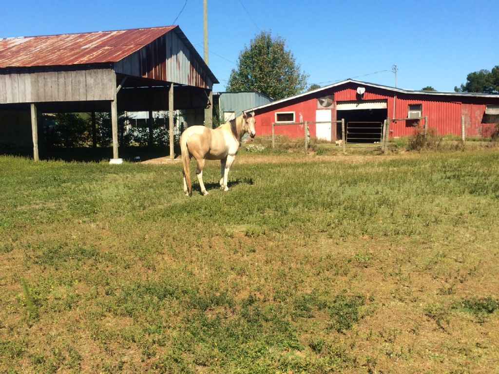 Equipped Horse Farm Farm for Sale in Conyers, Rockdale County