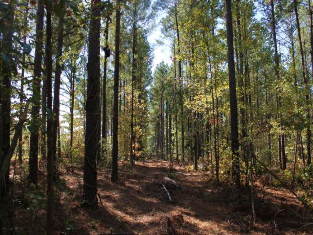 175 Acre Hunting Tract : Ellaville : Schley County : Georgia