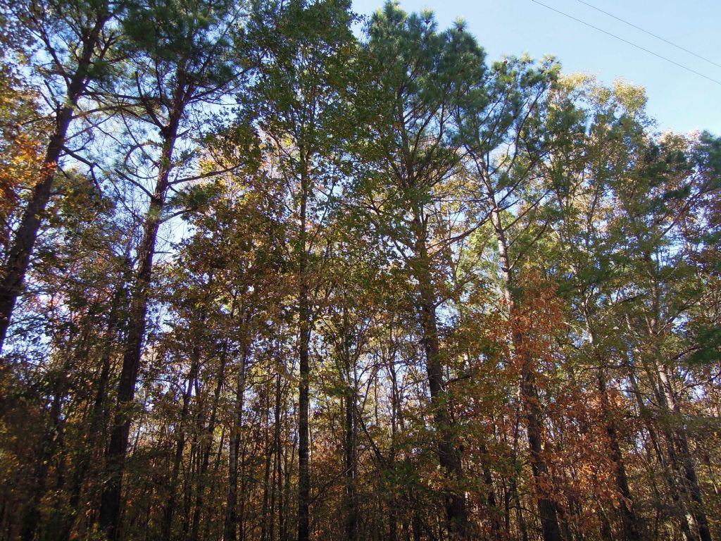 100+/- Acres Of Timber with Creek : Casscoe : Arkansas County : Arkansas