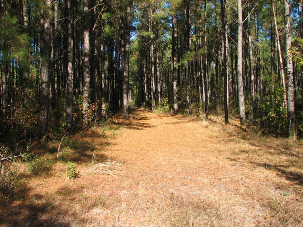 Low Country Gem : Ridgeland : Jasper County : South Carolina