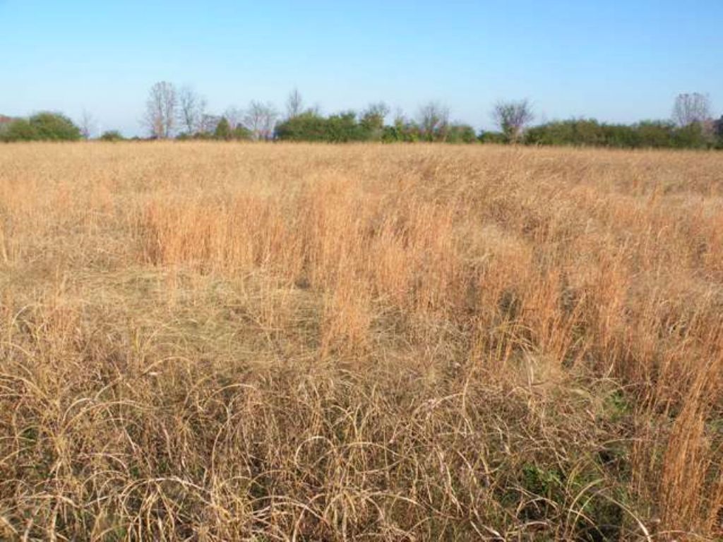 Pasture Land for Sale : Lonoke : Lonoke County : Arkansas