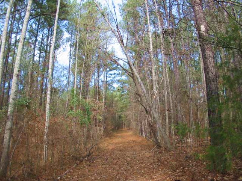 456 Acres Wooded with 6 Ponds : Edgefield : Edgefield County : South Carolina