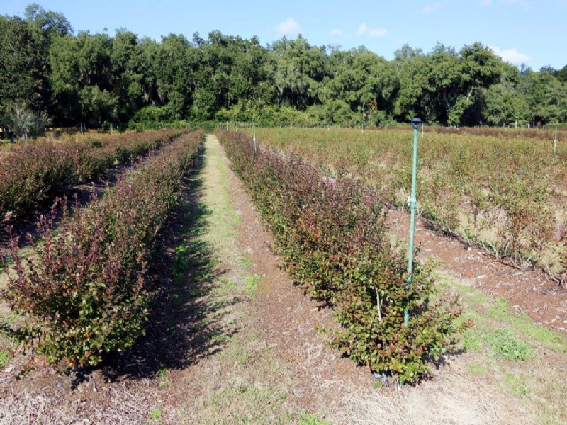 Hawthorne Blueberry Farm : Hawthorne : Alachua County : Florida