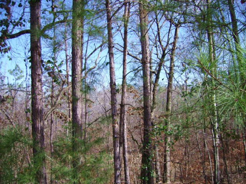 Baldwin Investment Tract : Milledgeville : Baldwin County : Georgia