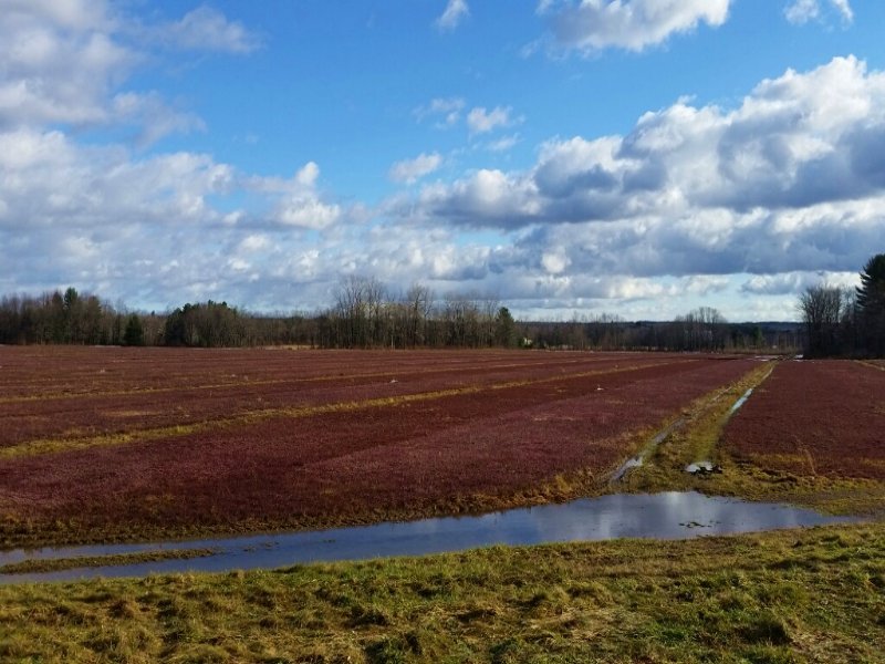 Cranberry Farm in Full Production, Farm for Sale in New York, 84974
