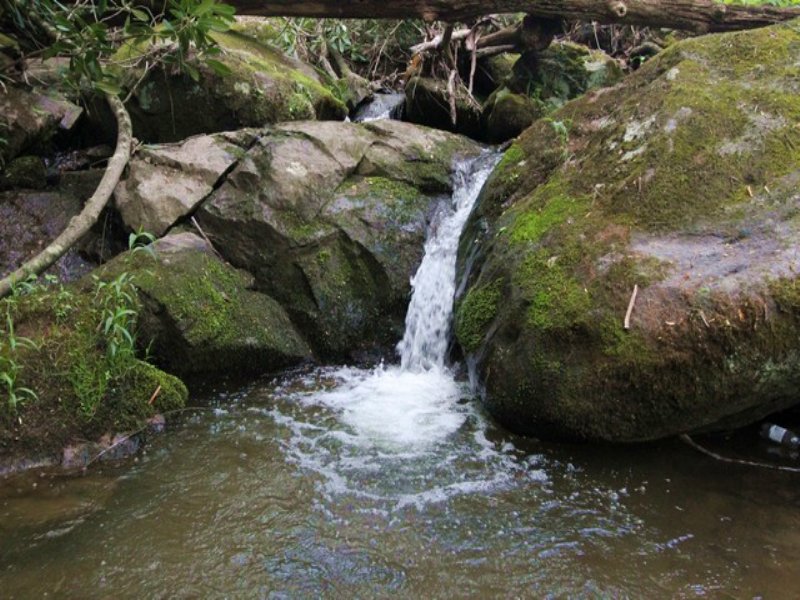 Nice Wooded Mountain Acreage : Troutdale : Grayson County : Virginia