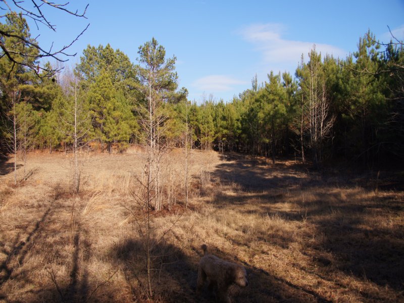 Highway 9 Pasture : Fordyce : Dallas County : Arkansas
