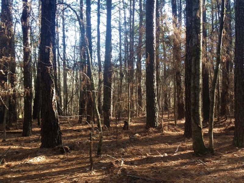 Wards Chapel Road : Eatonton : Putnam County : Georgia