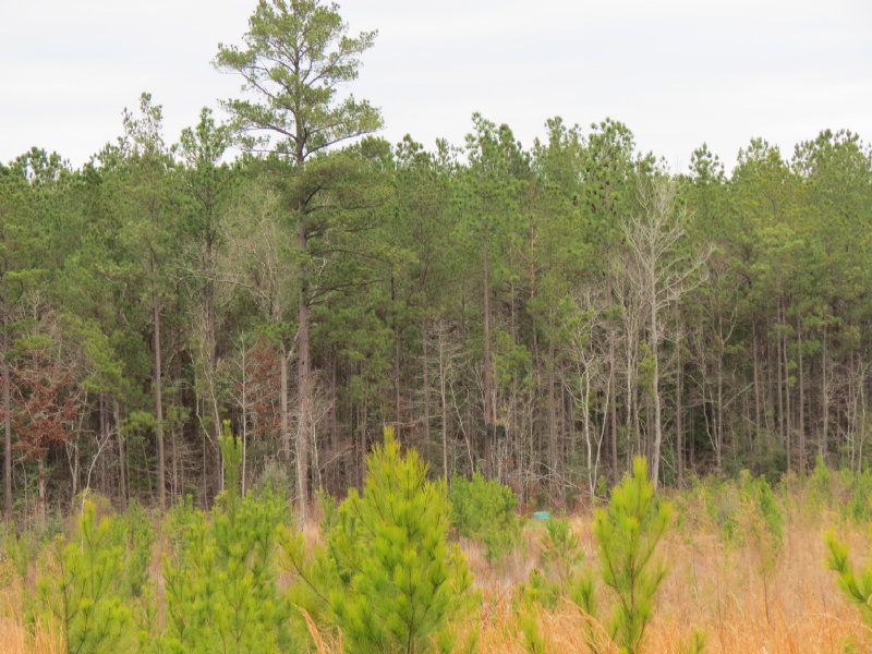 40 Acres in Wesson : Wesson : Copiah County : Mississippi