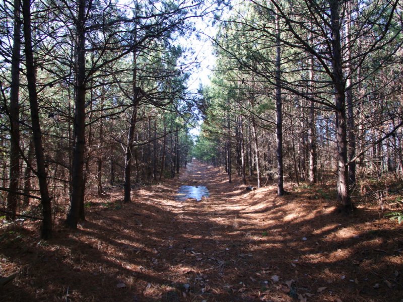 Frost Rd - 235 Acres : Coolville : Athens County : Ohio