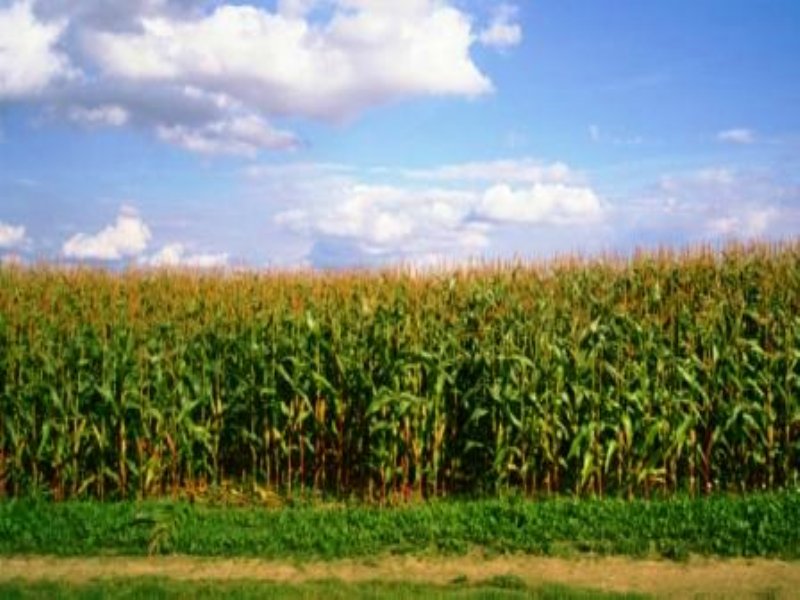 Dunklin Farmland & Estate Auction, Farm Auction in Missouri, 85681