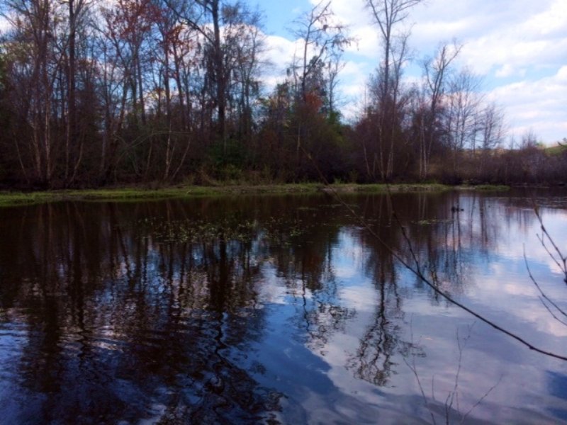 Riverfront Hunting and Timber : Wrightsville : Johnson County : Georgia