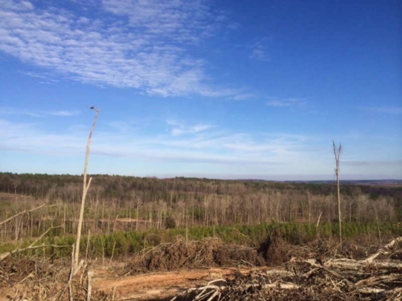 Hunting, Timber, Huge Lake Site : Wrightsville : Johnson County : Georgia
