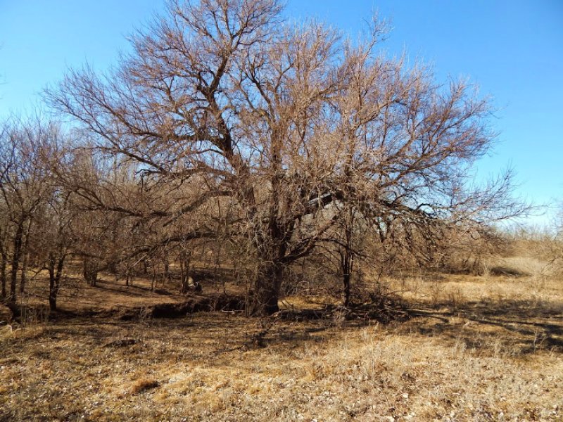Bonebrake 80 : Windom : McPherson County : Kansas