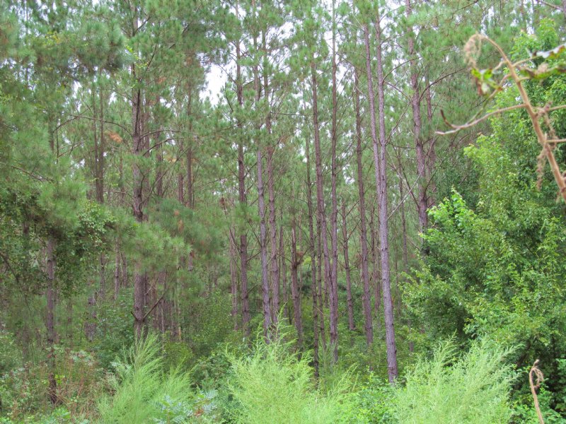 Hammond Powell : Nichols : Horry County : South Carolina