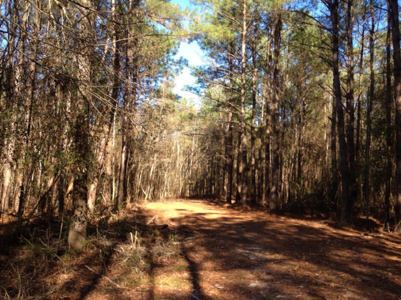 125 Acres with House : Mullins : Marion County : South Carolina