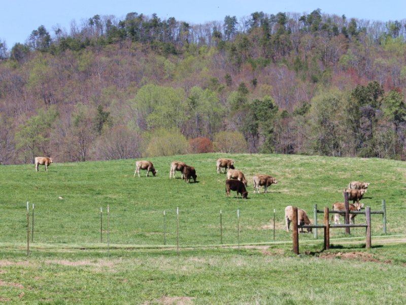 3 Springs Farm : LaFayette : Walker County : Georgia