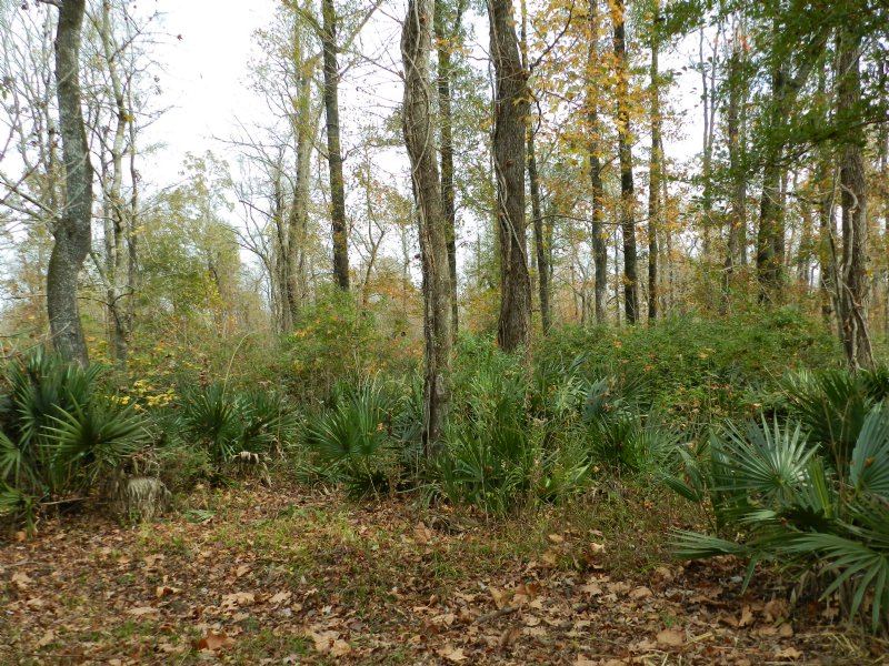 80 Acres Near Goudeau : Evergreen : Avoyelles Parish : Louisiana