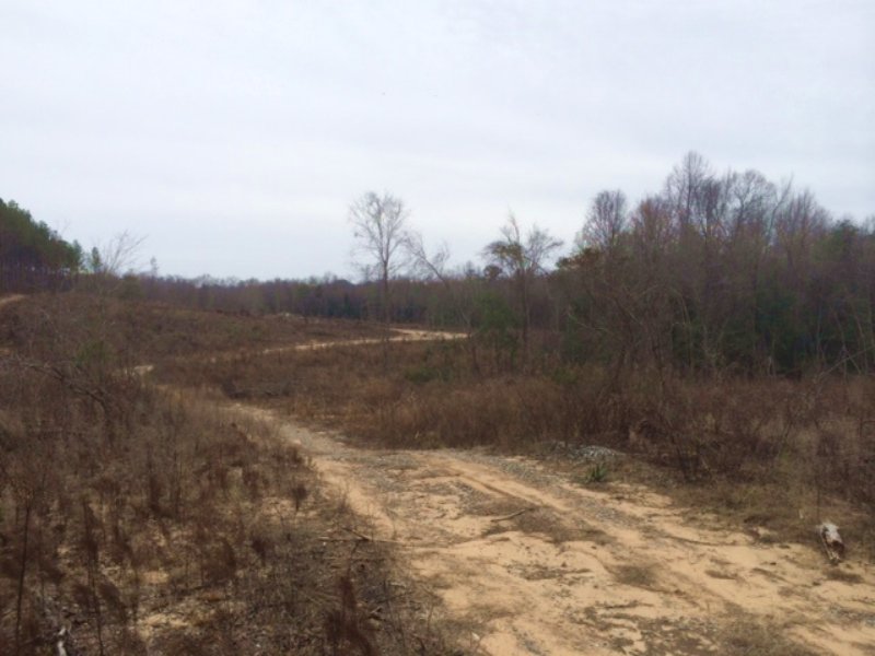 Hunting Land + Cabin : Buena Vista : Marion County : Georgia