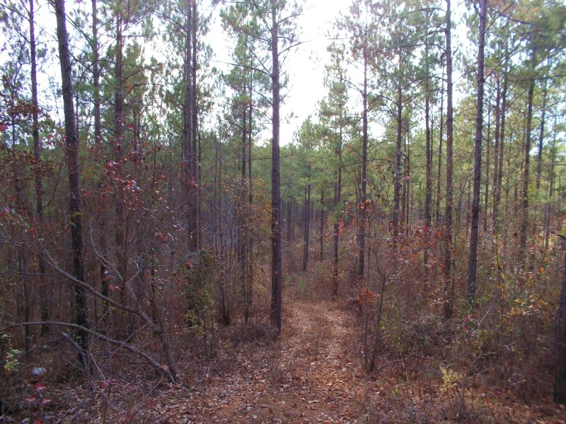 40 Acre Residential, Hunting : Clanton : Chilton County : Alabama