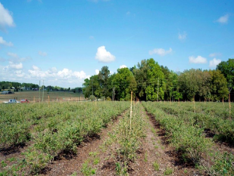 Blueberry Farm in Brooksville : Brooksville : Hernando County : Florida