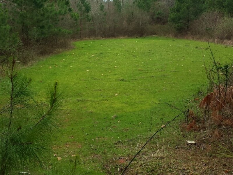Rowe Tract : West Of Roanoke : Randolph County : Alabama