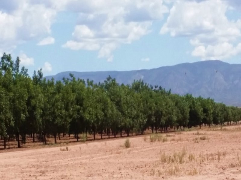 Pistachio / Pecan Farm & Equipment, Farm Auction in New Mexico, 88189